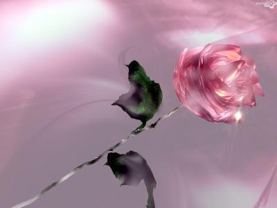 la rose